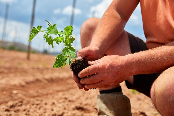 Hop Products Australia’s multi-million-dollar expansion is good news for brewers