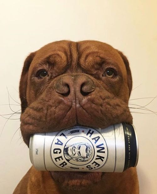 Hawke’s Brewing Lager⠀