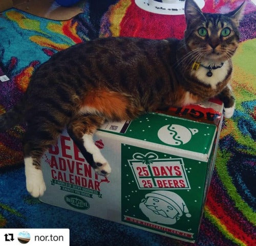 Cat + Beer Advent Calendar photos.