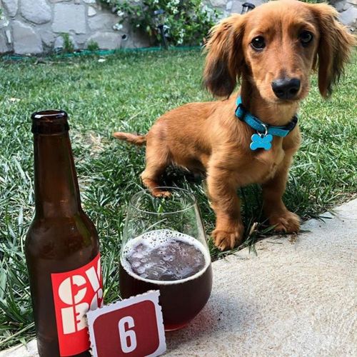 Beer Cartel Beer Advent Calendar Day 6: Clare Valley Red Ale