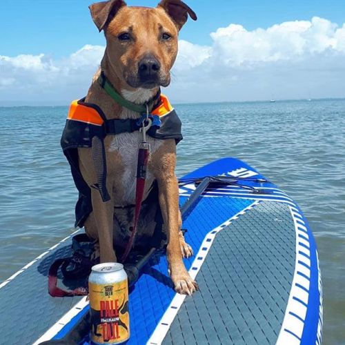 Good Beer Pale Tail Pale Ale - PRE ORDER